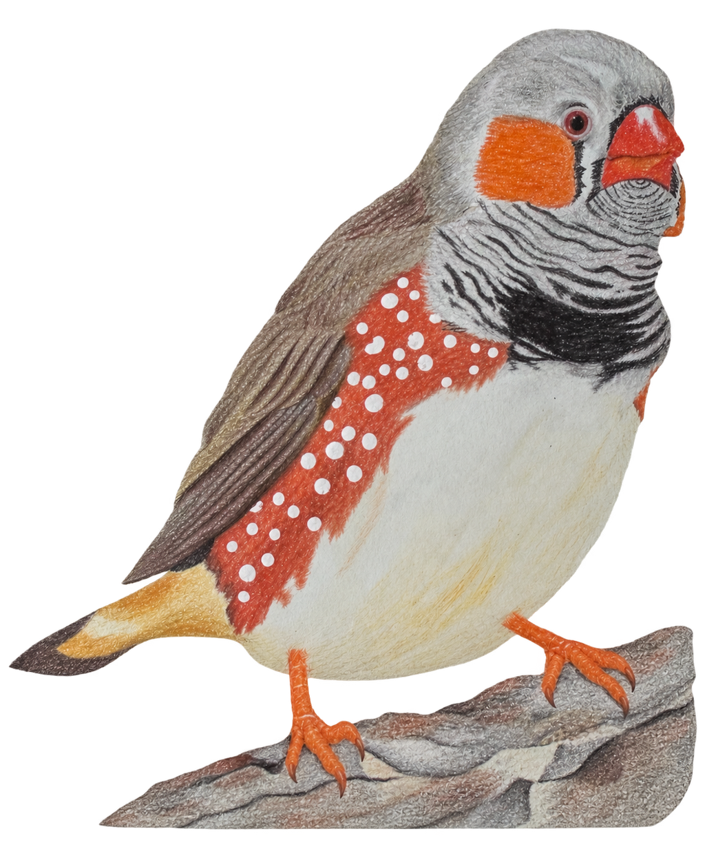 ZEBRA FINCH Bird Prints (Copy)