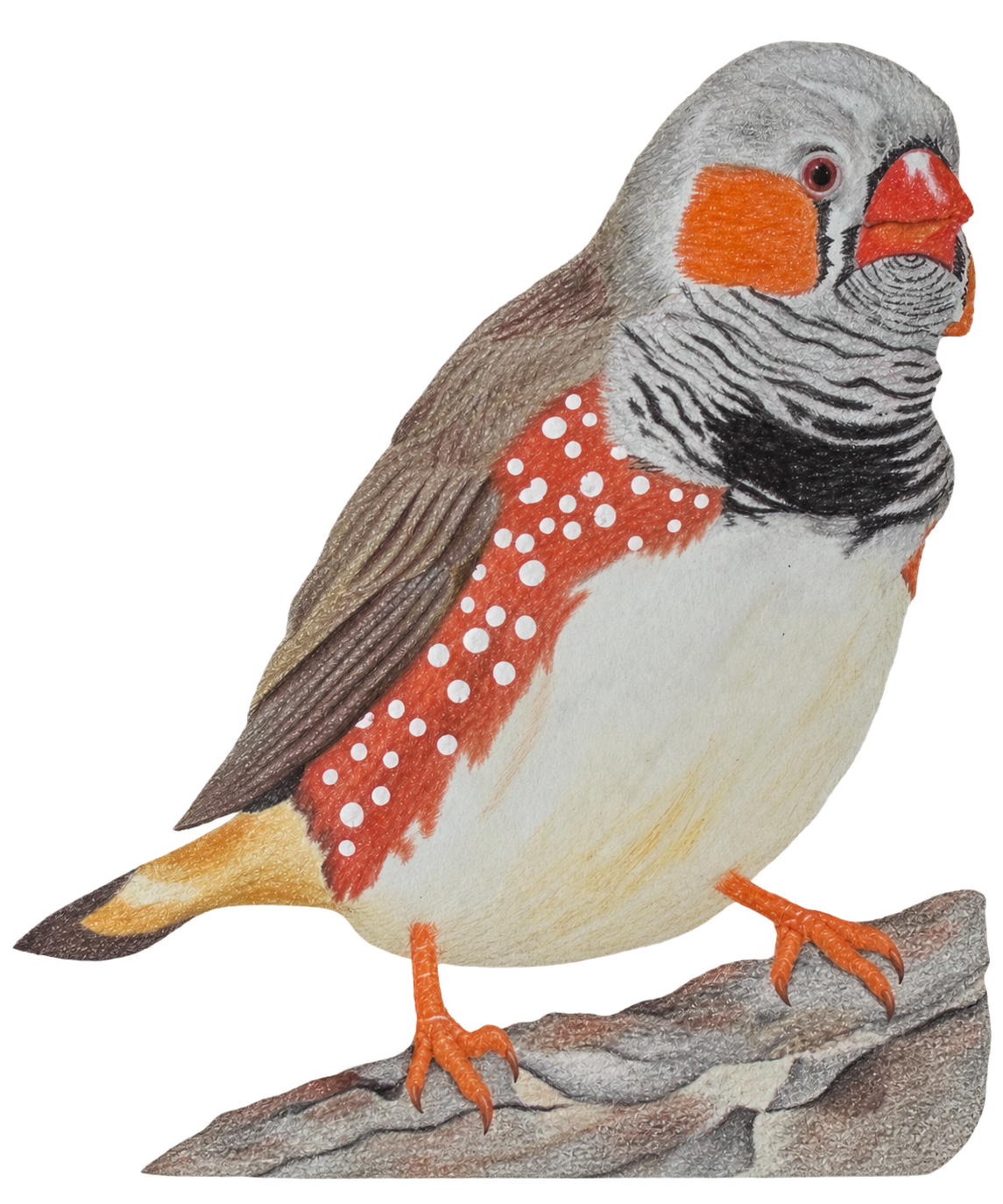 ZEBRA FINCH Bird Prints (Copy)
