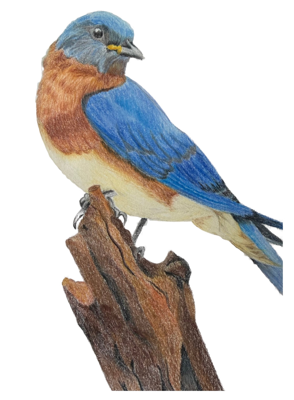 EASTERN BLUE BIRD Bird Prints