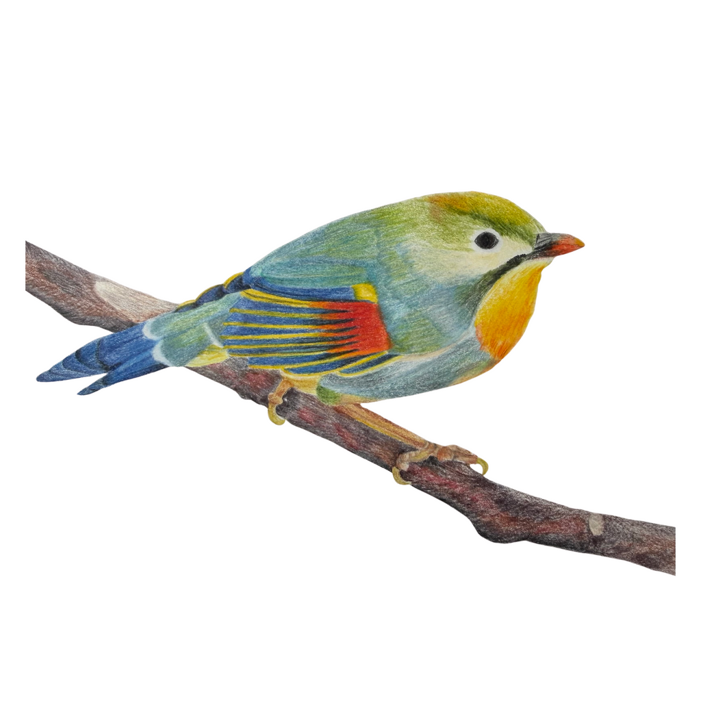 RED-BILLED LEIOTHRIX Bird Prints