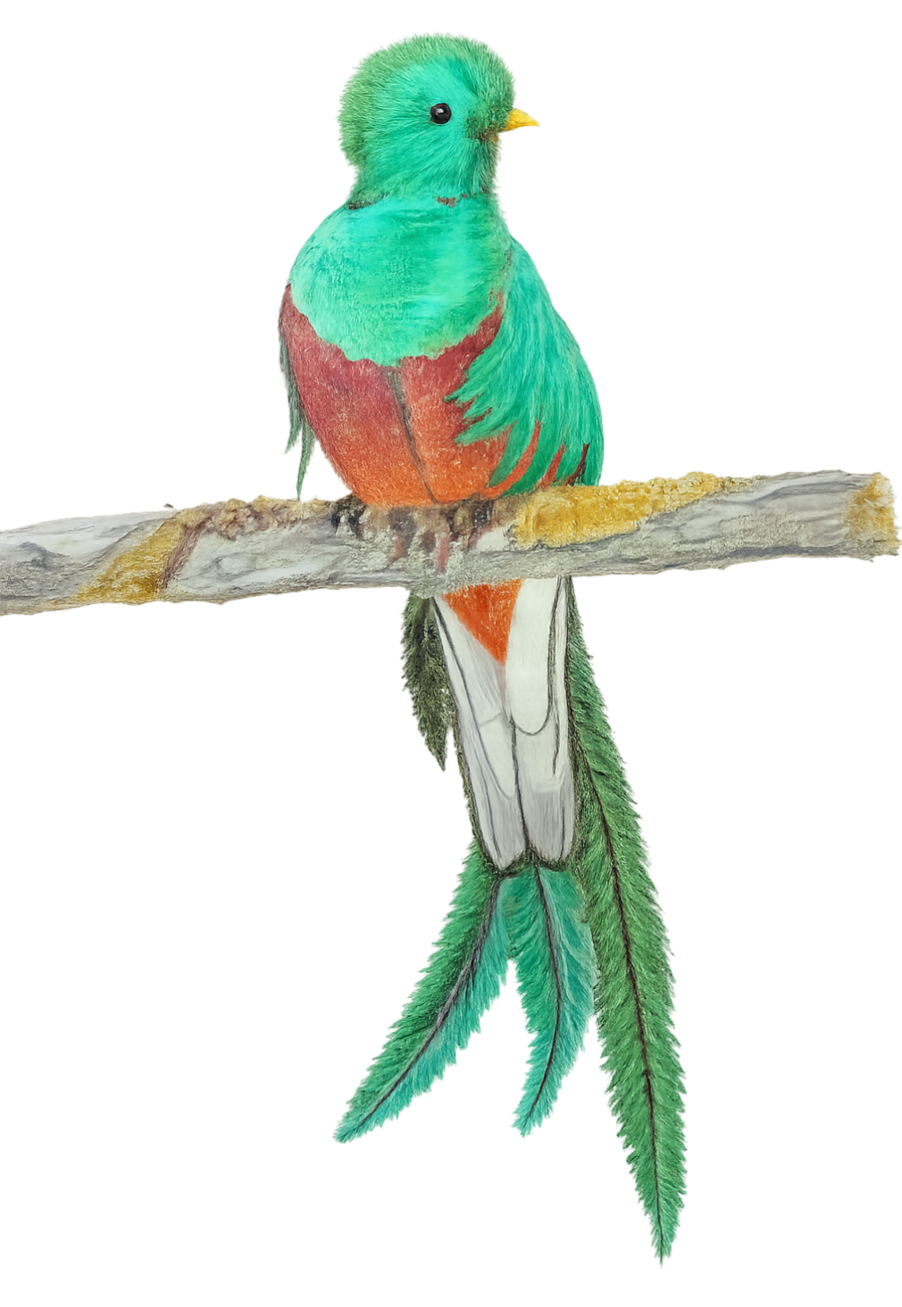 QUETZAL Bird Prints